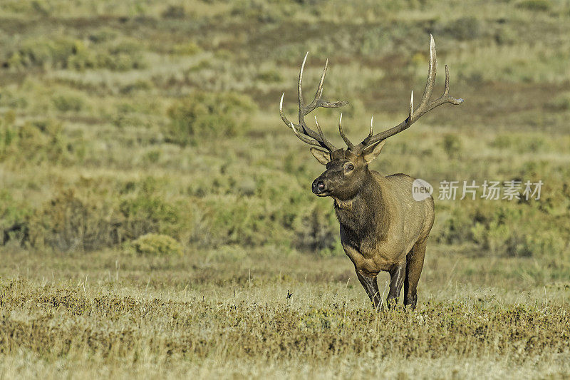 雄性落基山麋鹿(Cervus canadensis nelsoni)是在落基山和黄石国家公园发现的麋鹿的一个亚种。在有鹿角的秋天和发情期。